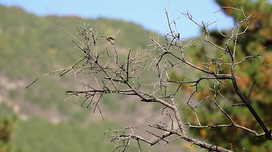 枯枝树枝干燥的树枝枝杈冬季枯萎视频的预览图