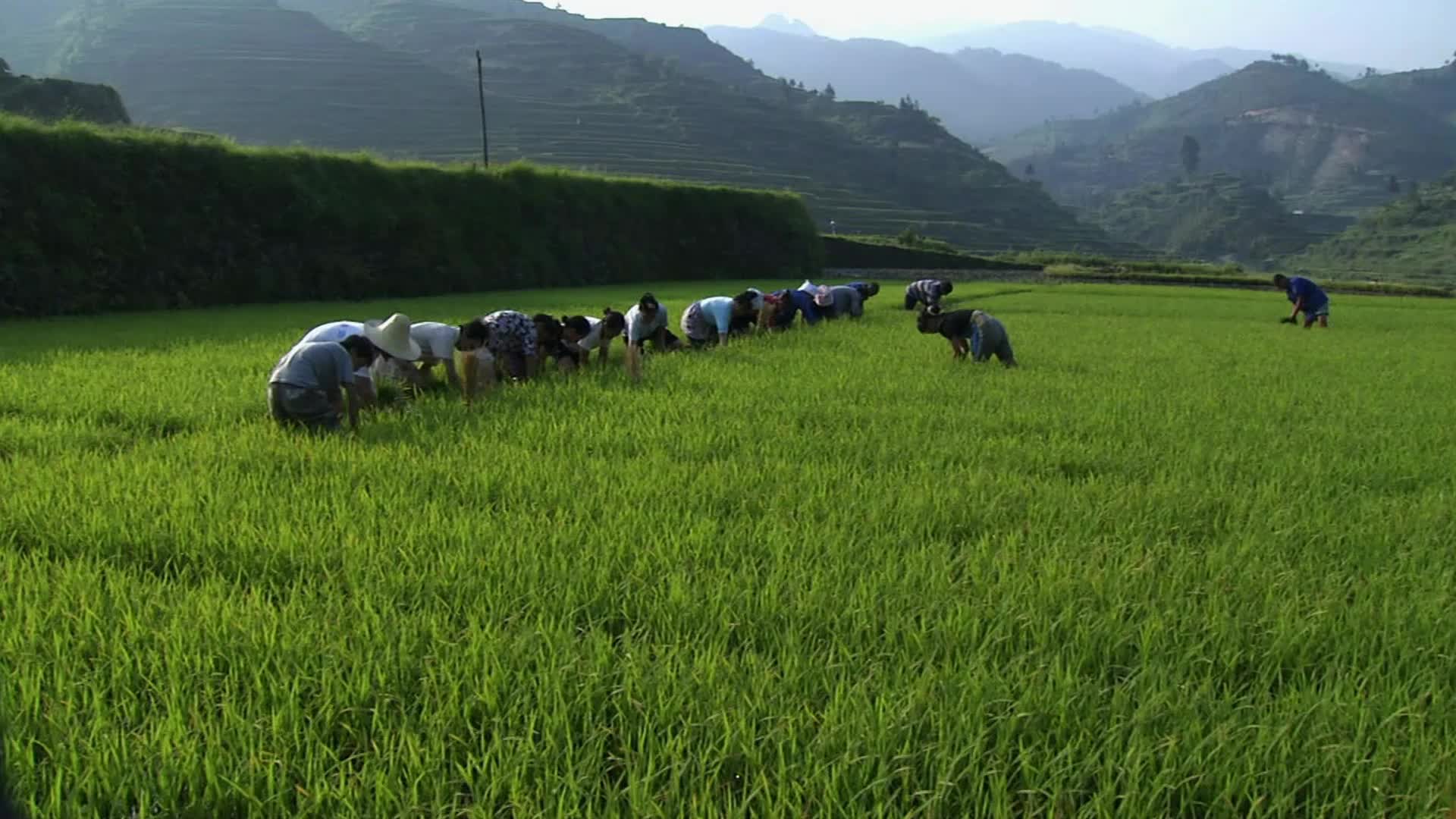 稻米播种成熟变米饭的过程视频的预览图