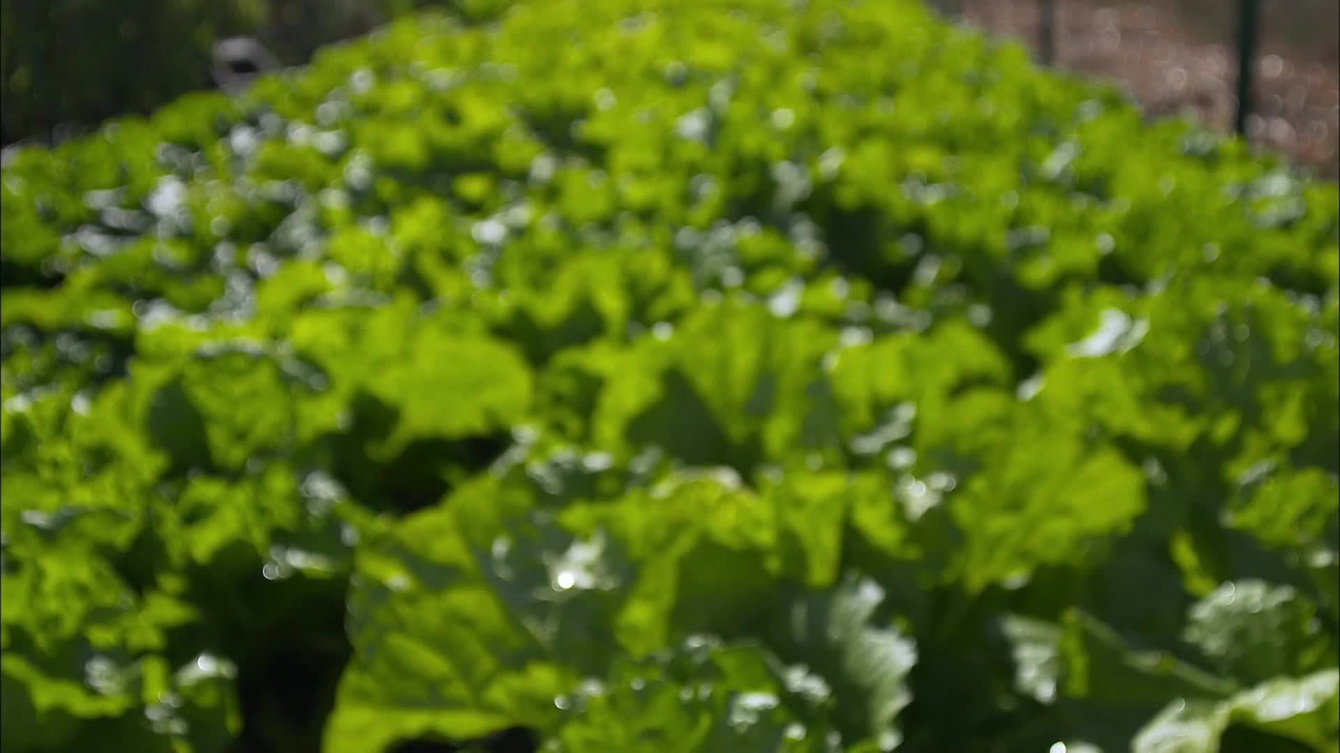 美味东北酸菜泡菜视频的预览图