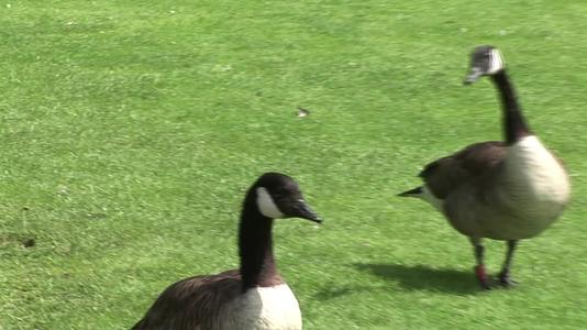 草地大雁生态环保自然和谐视频的预览图