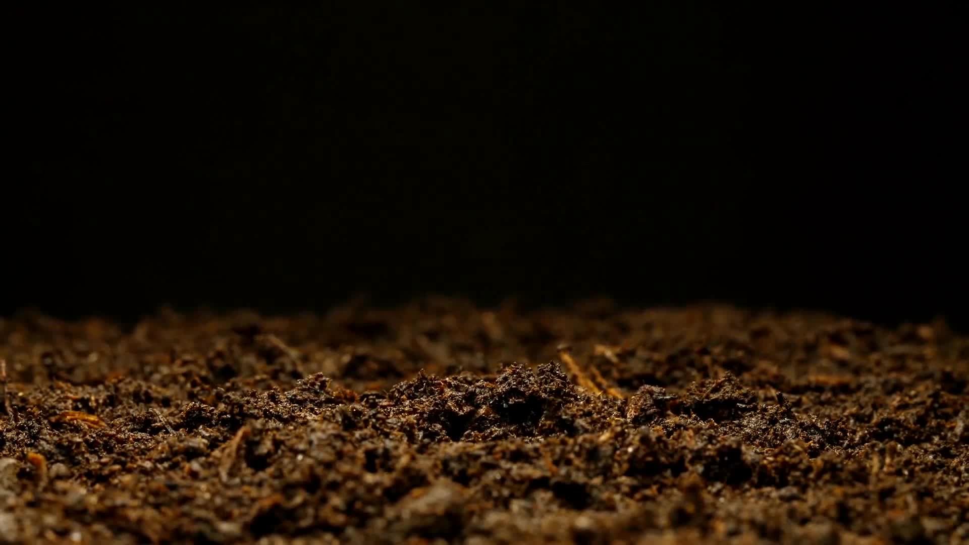 种子发芽植物生长绿色生命破土而出新生延时拍摄视频视频的预览图