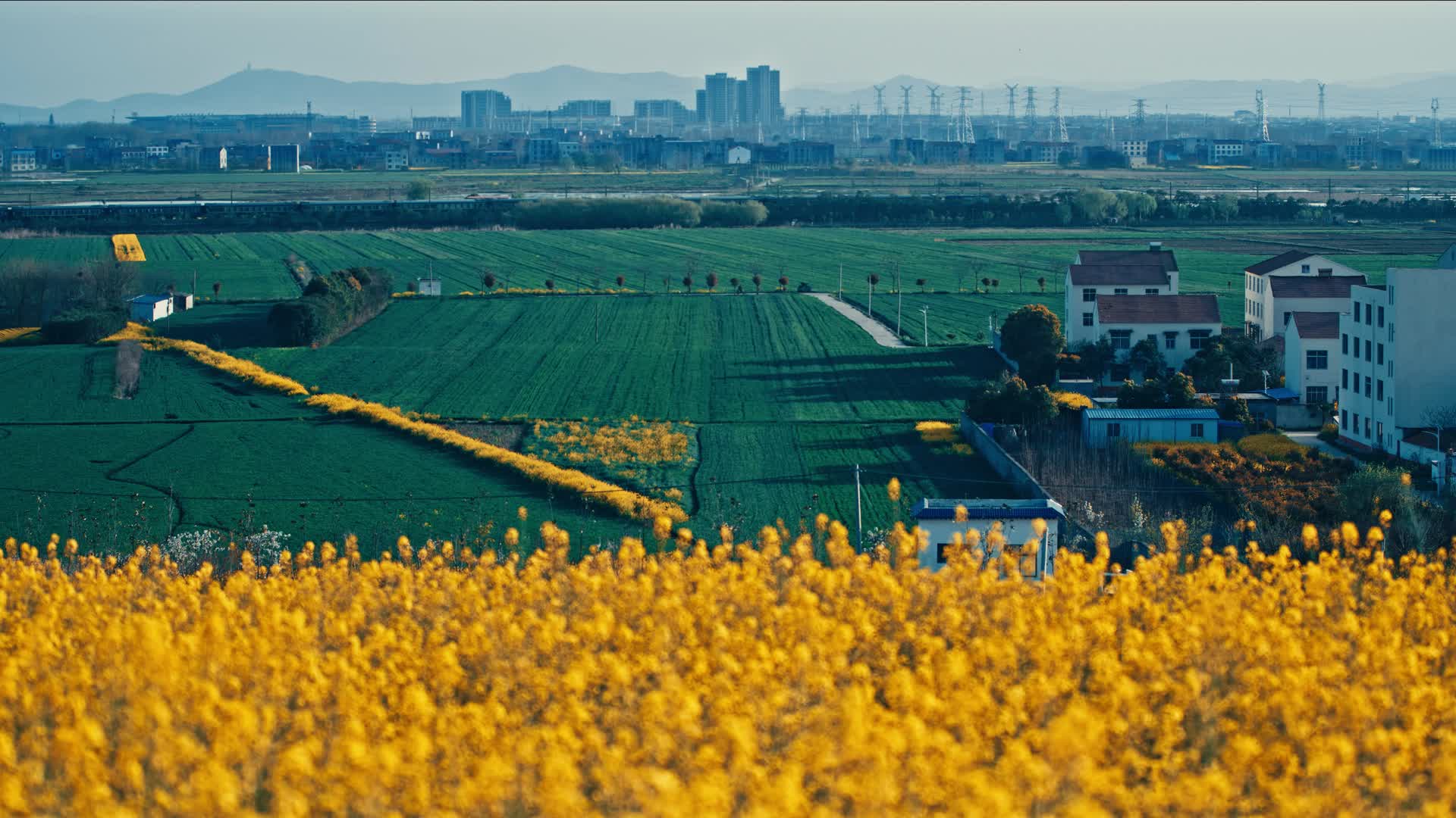 列车行驶在绿色的稻田间视频的预览图