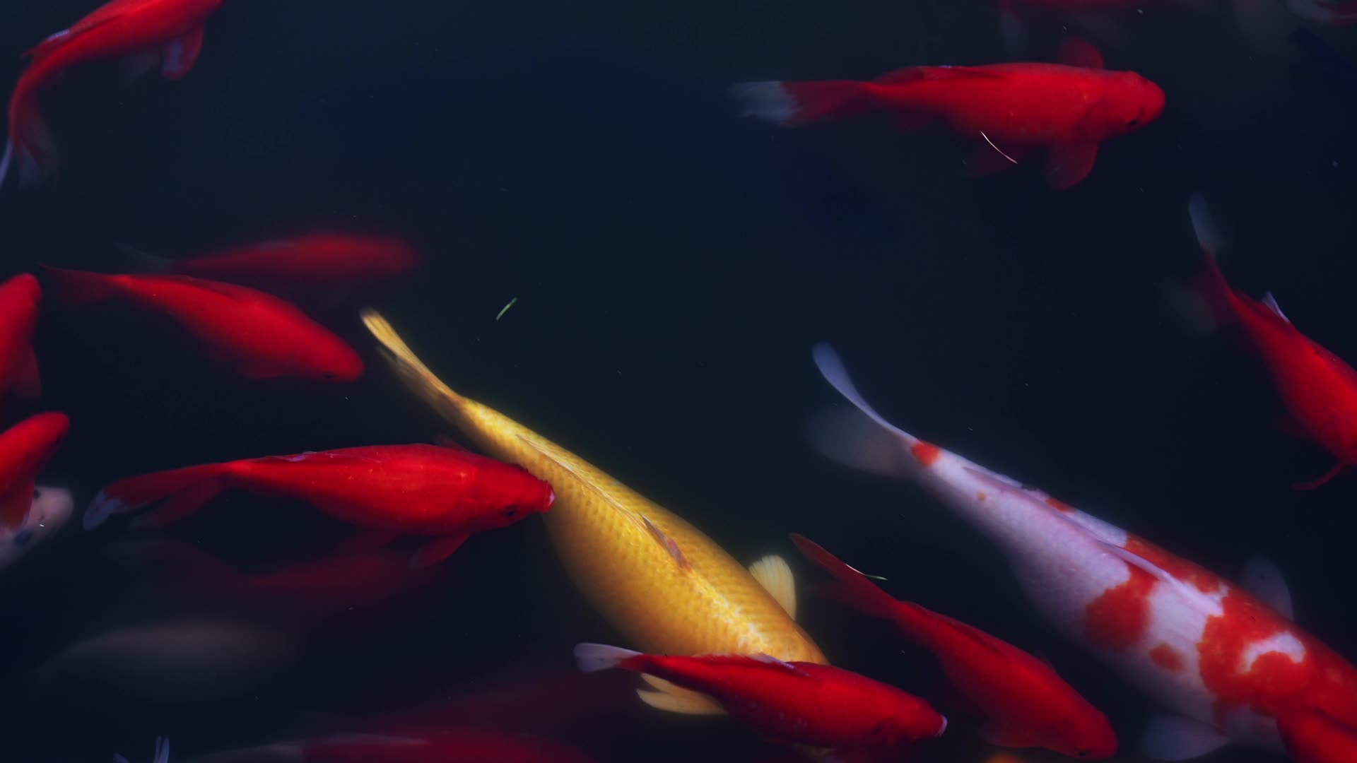 清澈的池塘里五颜六色的锦鲤游动视频的预览图
