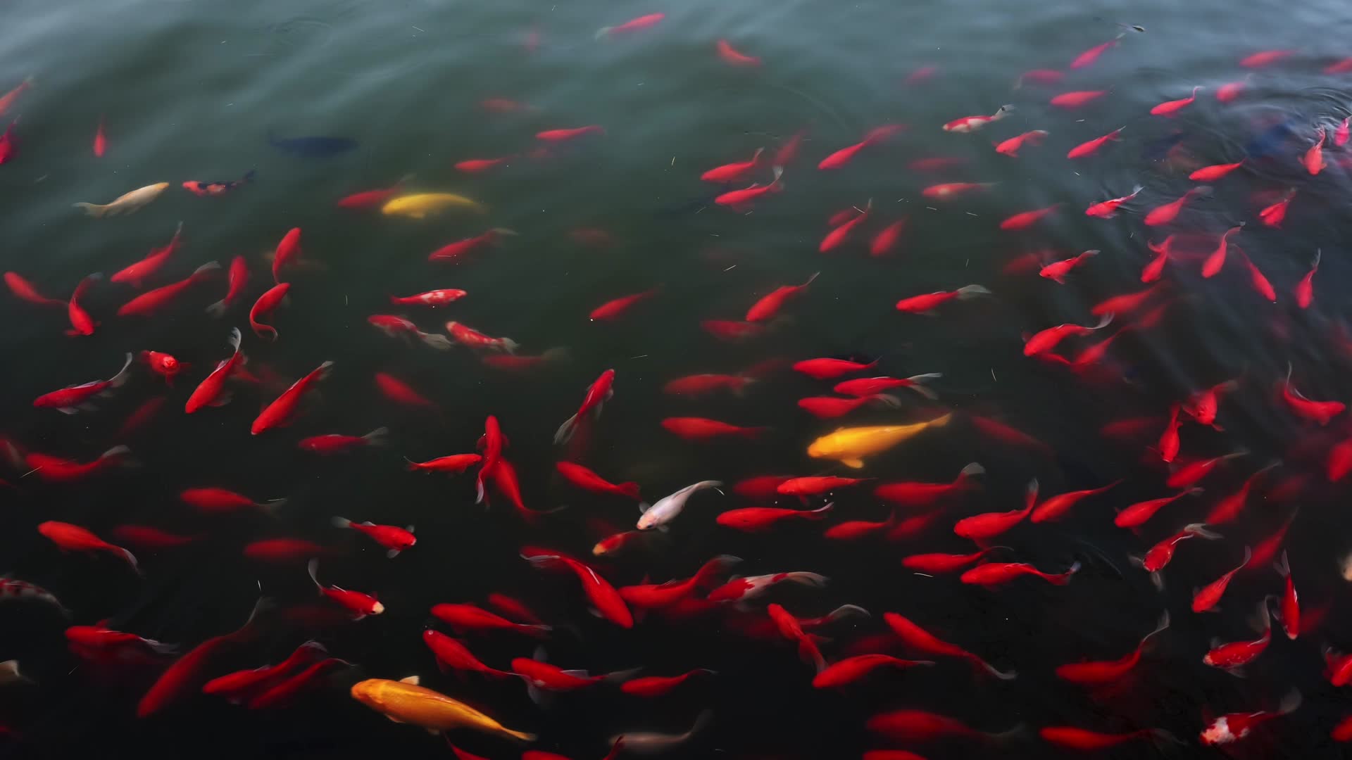 清澈的池塘里五颜六色的锦鲤游动视频的预览图