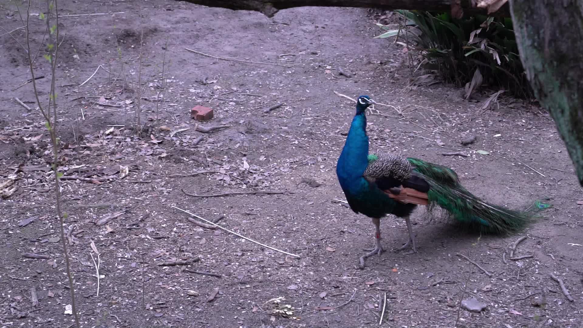 动物园里的孔雀视频的预览图