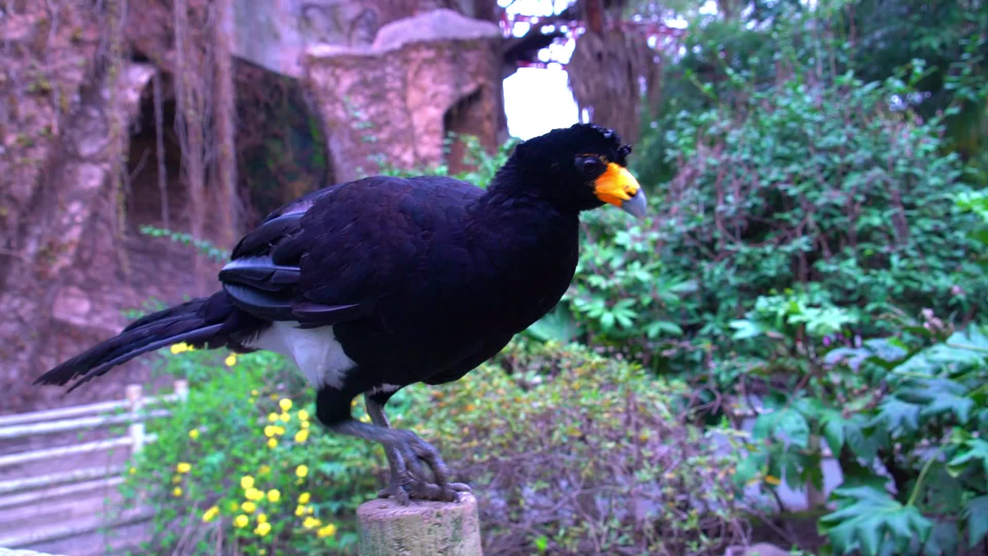 濒危鸟类黑凤冠雉视频的预览图