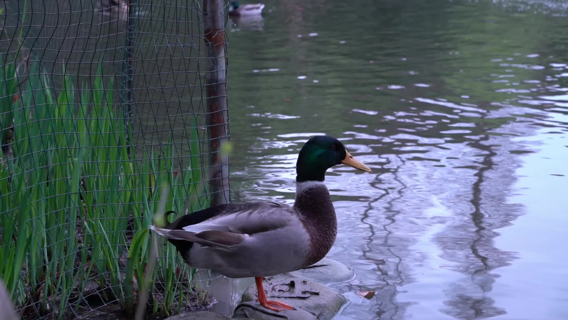 水面上的绿头鸭视频的预览图