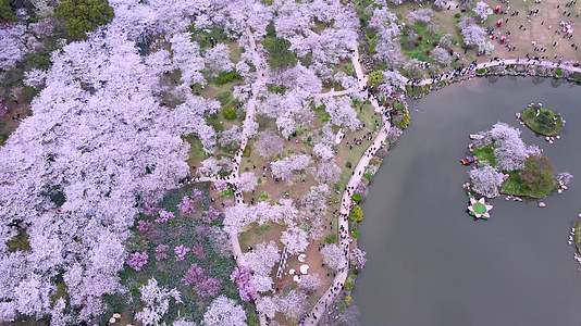 航拍武汉东湖樱花园樱花盛开视频的预览图