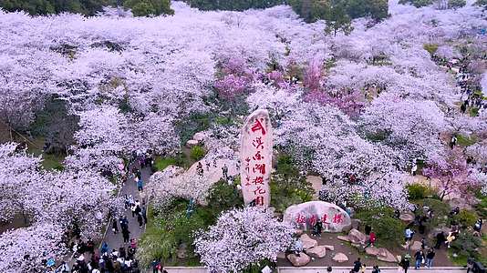 航拍武汉东湖樱花园樱花盛开视频的预览图