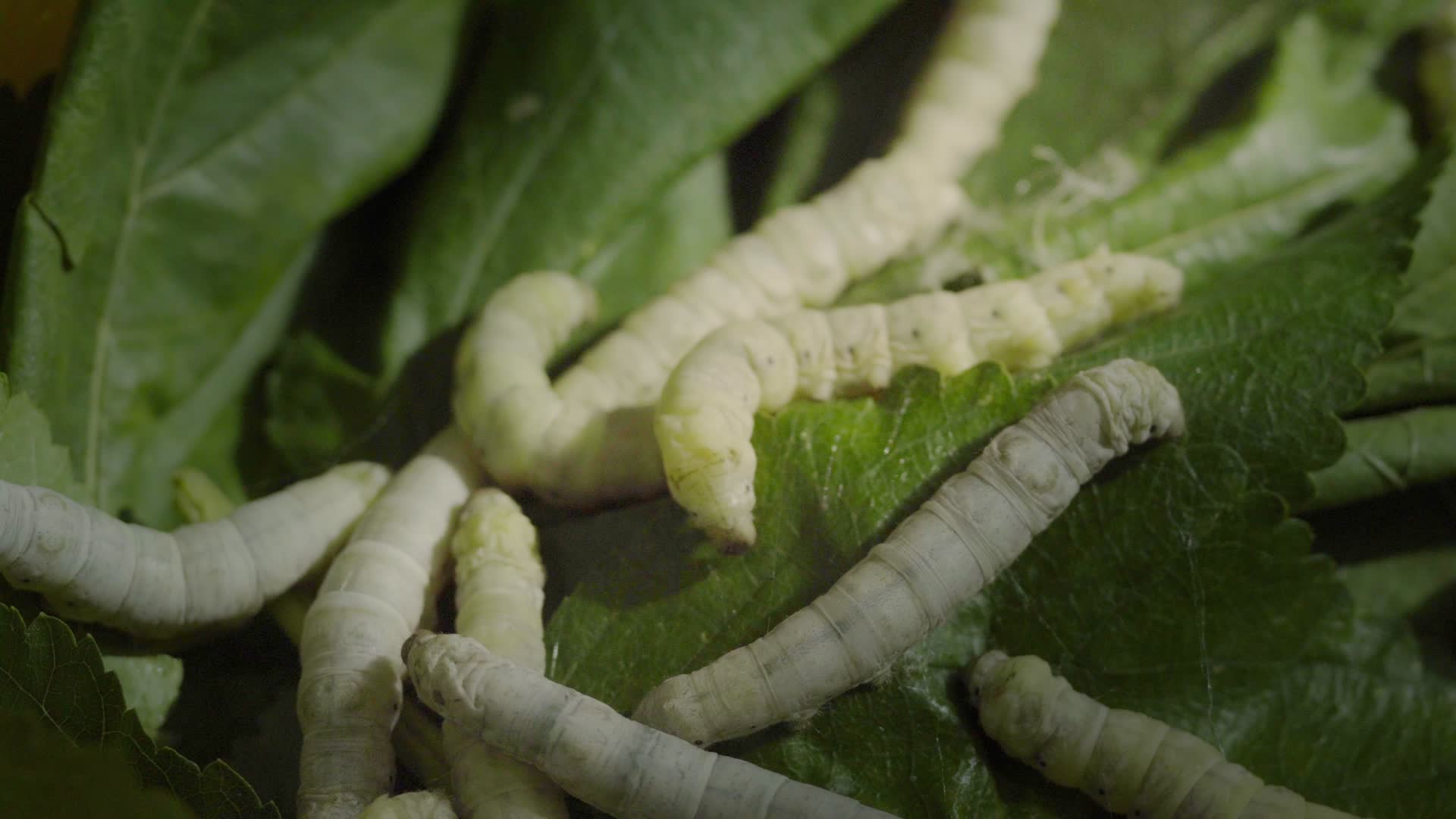 4k实拍桑叶春蚕蚕虫养殖昆虫生产厂视频的预览图