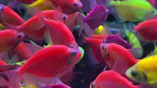 七彩荧光天使鱼热带鱼水族观赏鱼视频的预览图