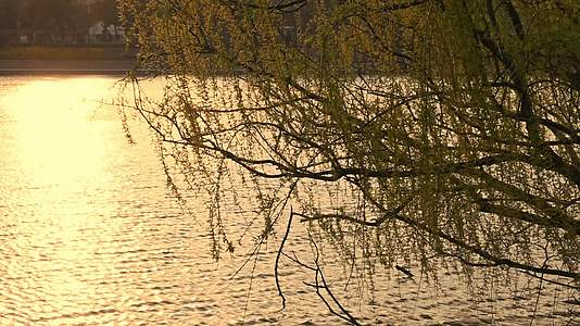 春天湖边逆光的柳树剪影随风摇曳的慢镜头视频的预览图