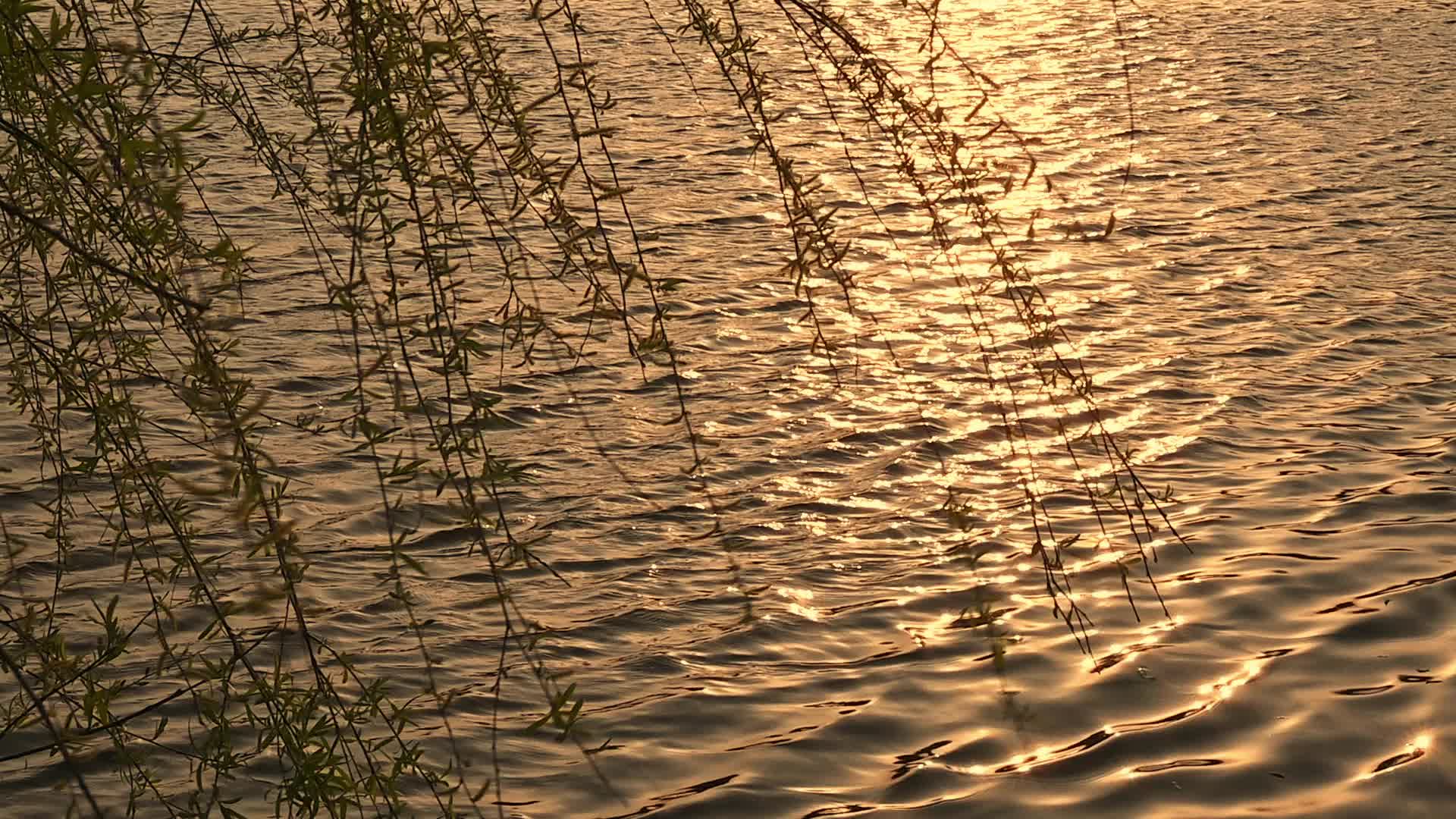 春天湖边逆光的柳树剪影随风摇曳的慢镜头视频的预览图