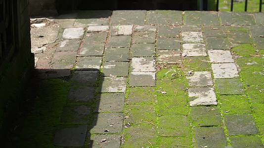 青苔苔藓石砖神秘古城视频的预览图