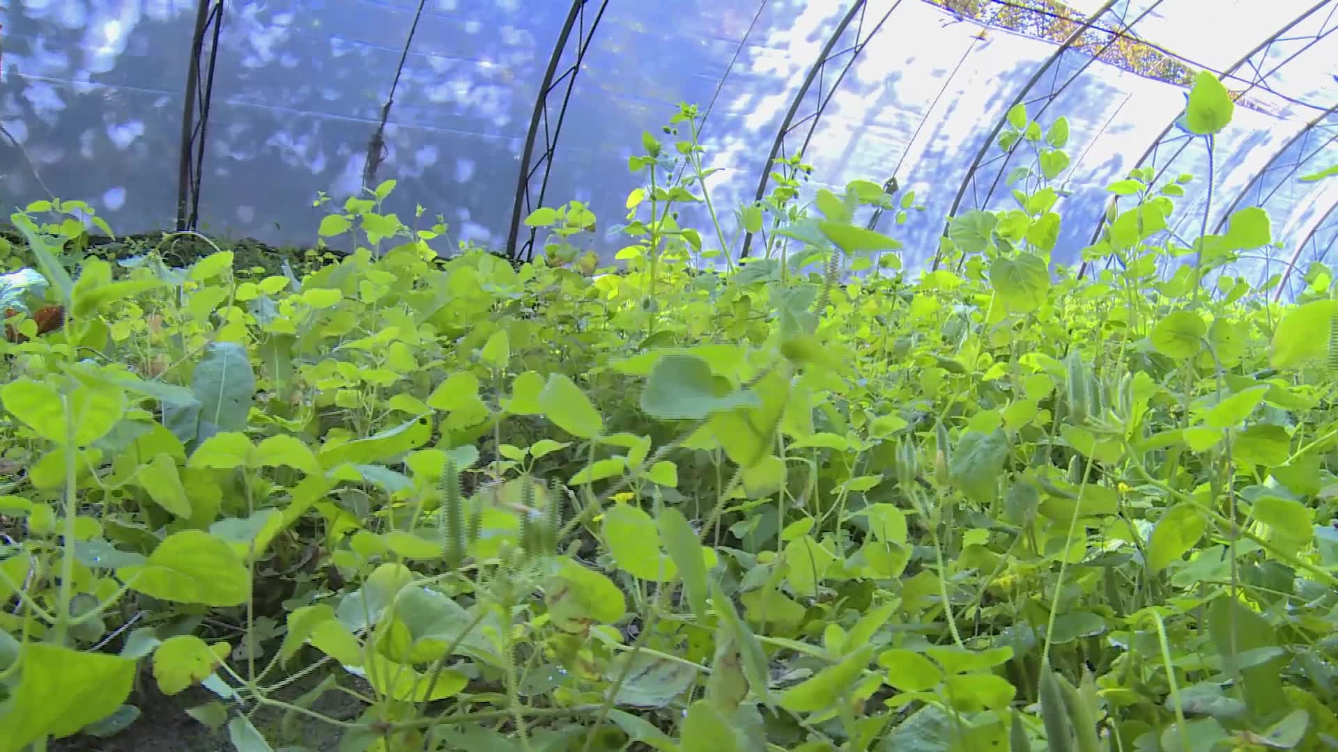 人工大棚种植人参野山参长白参滋补中药养殖视频的预览图