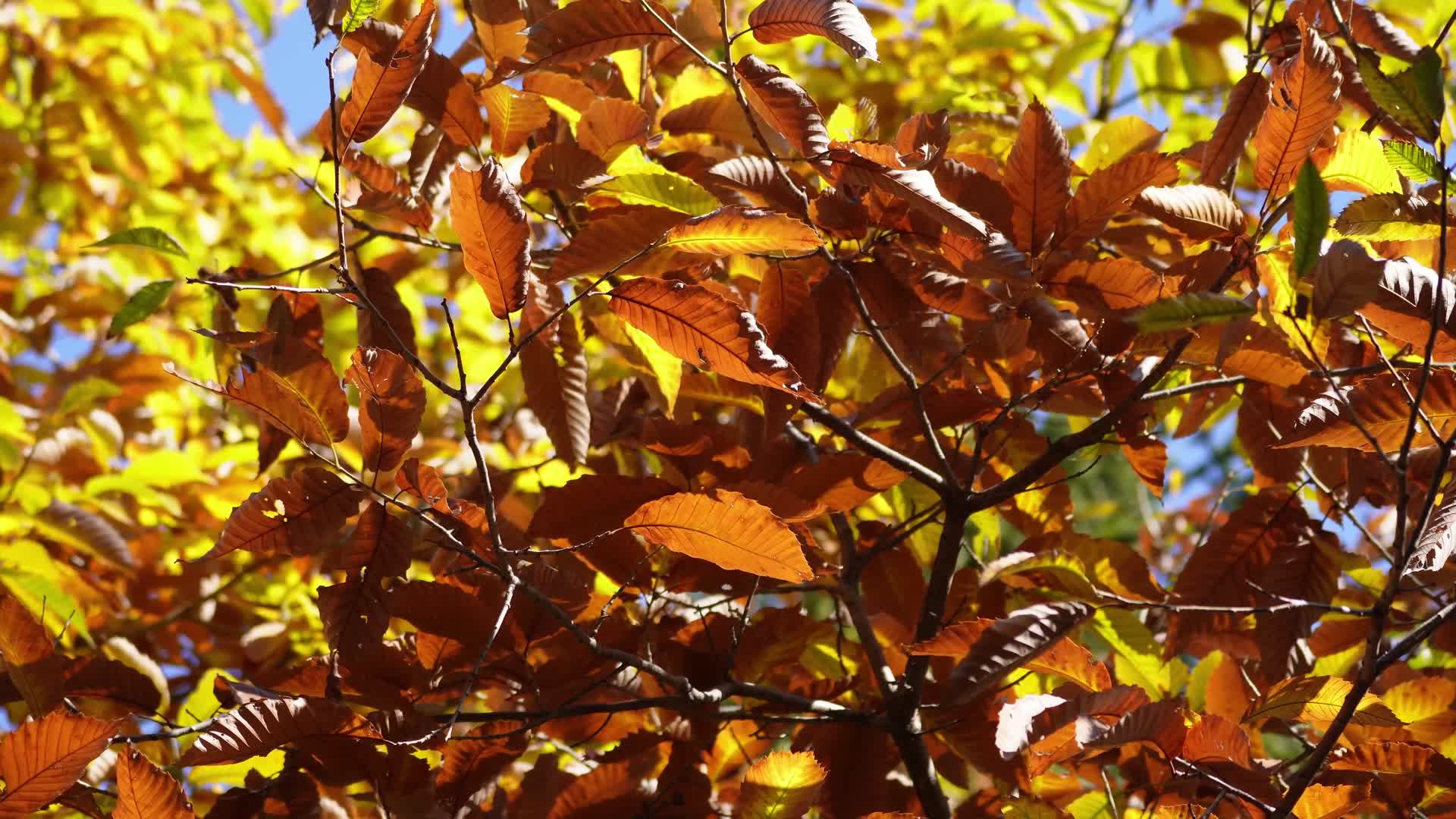 秋季红叶枯萎叶子树叶秋风寒风换季视频的预览图