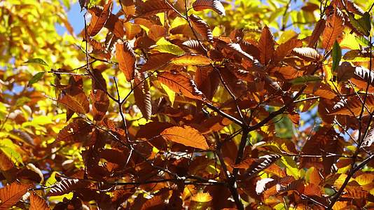 秋季红叶枯萎叶子树叶秋风寒风换季视频的预览图