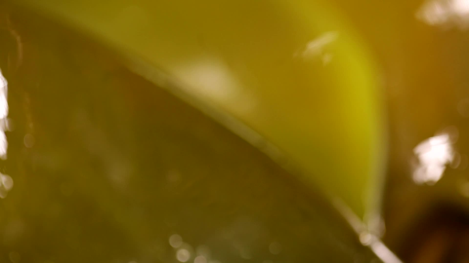 晒干的干货海带海带干泡发海带海藻海菜视频的预览图