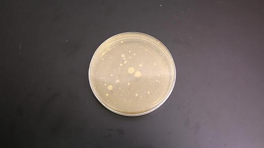 实验室检验采集细菌样本菌落培养皿视频的预览图