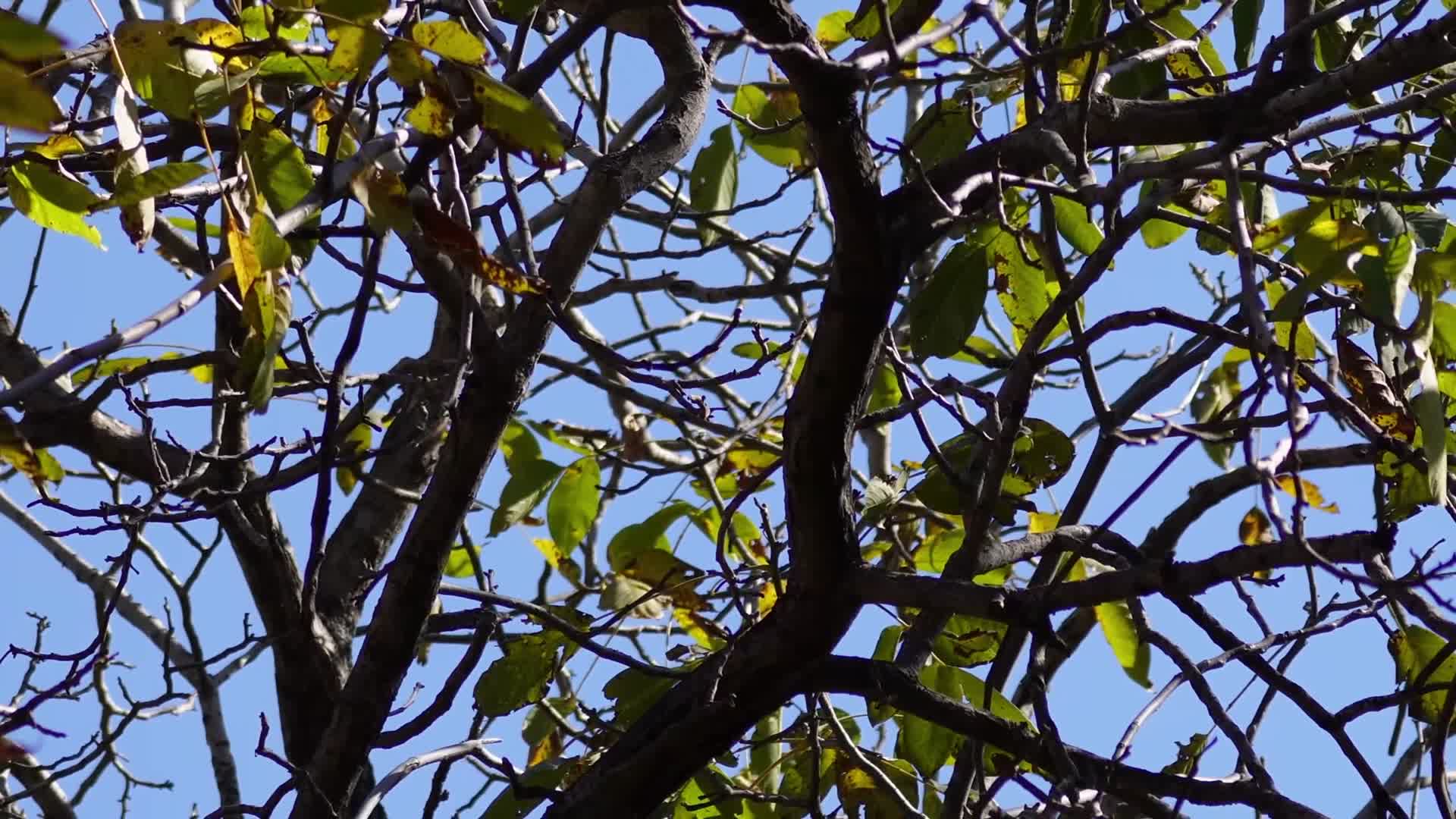 秋景秋季干枯枝叶树枝病虫害枝条视频的预览图