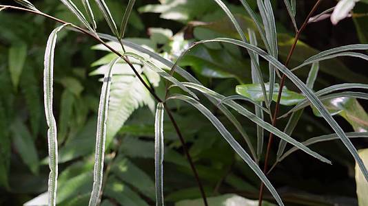 热带植物雨林植物多肉植物蕨类被子植物视频的预览图