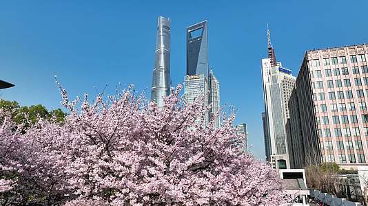 上海城市春天陆家嘴地标上海樱花北上广樱花视频的预览图