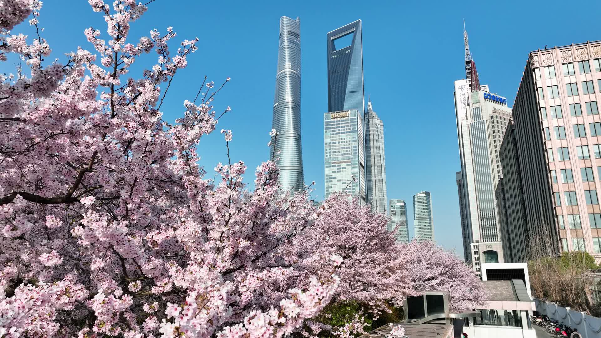 上海城市春天陆家嘴地标上海樱花北上广樱花视频的预览图