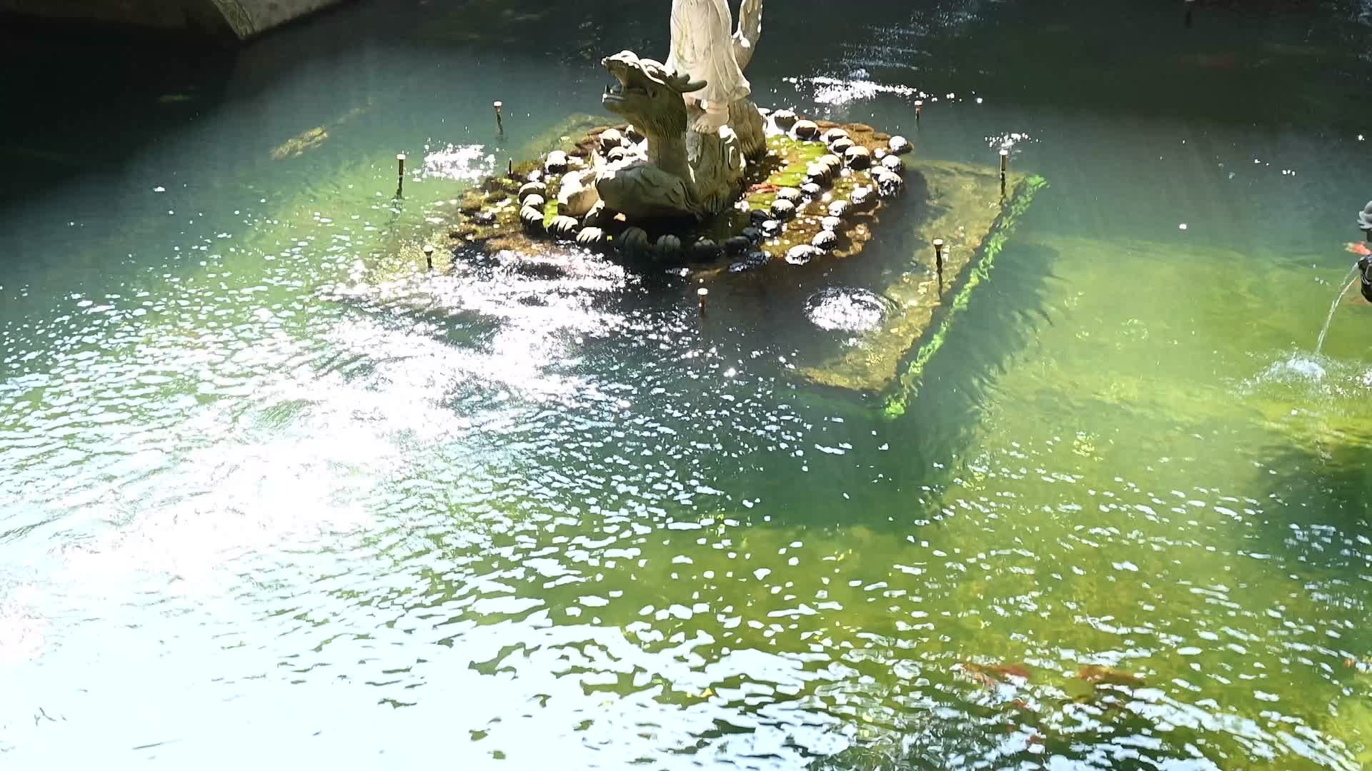 杭州法喜寺寺庙和白鸽视频的预览图