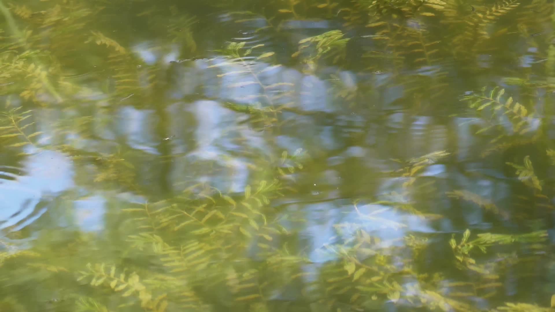 水中倒影波纹波光水流水面湖水视频的预览图