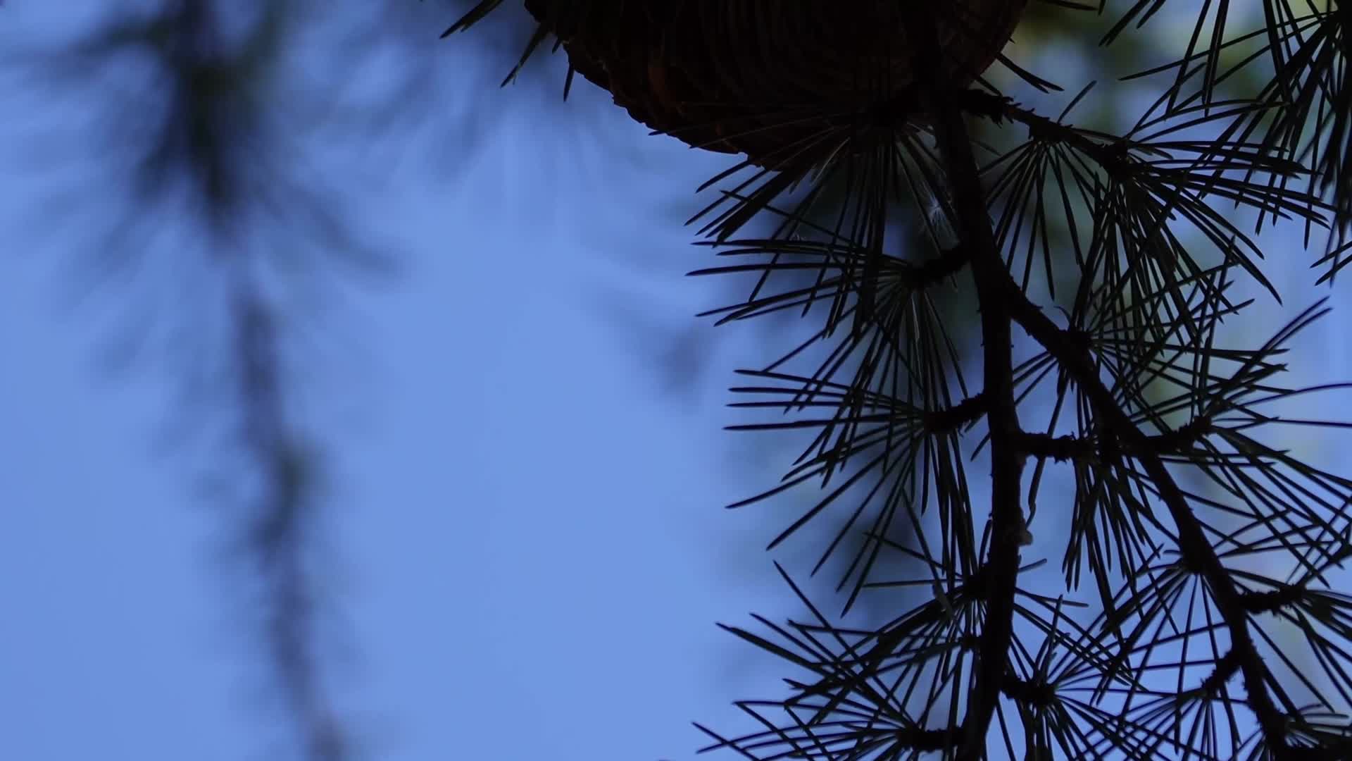 松果松树松球松塔松子松针松树视频的预览图