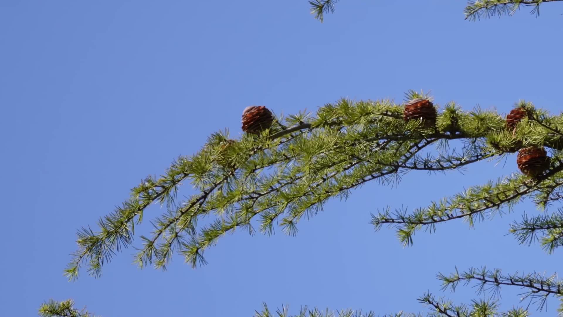 松树枝叶松针松果松塔迎客松塔松视频的预览图