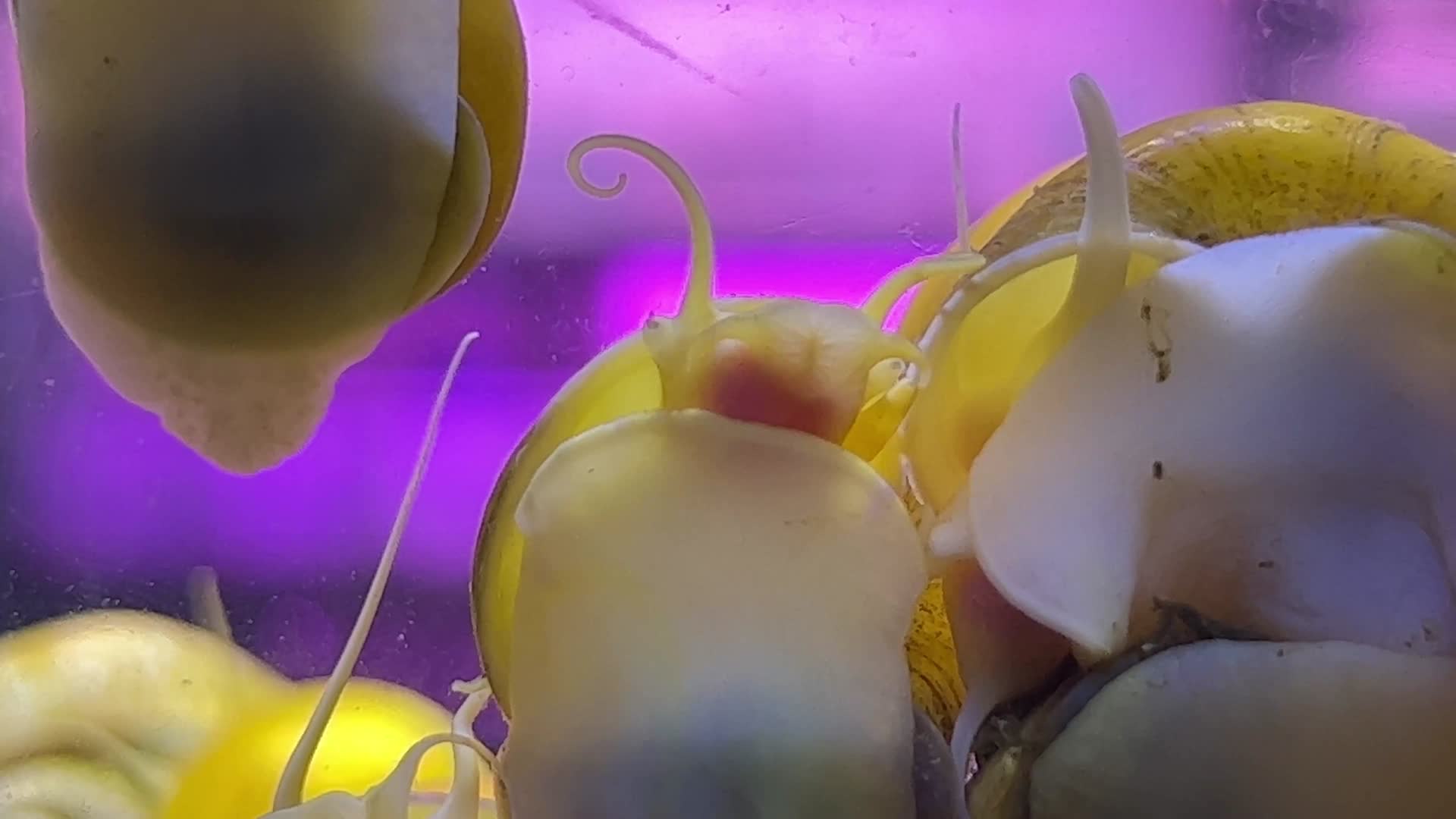 水族黄金螺除藻螺螺蛳视频的预览图