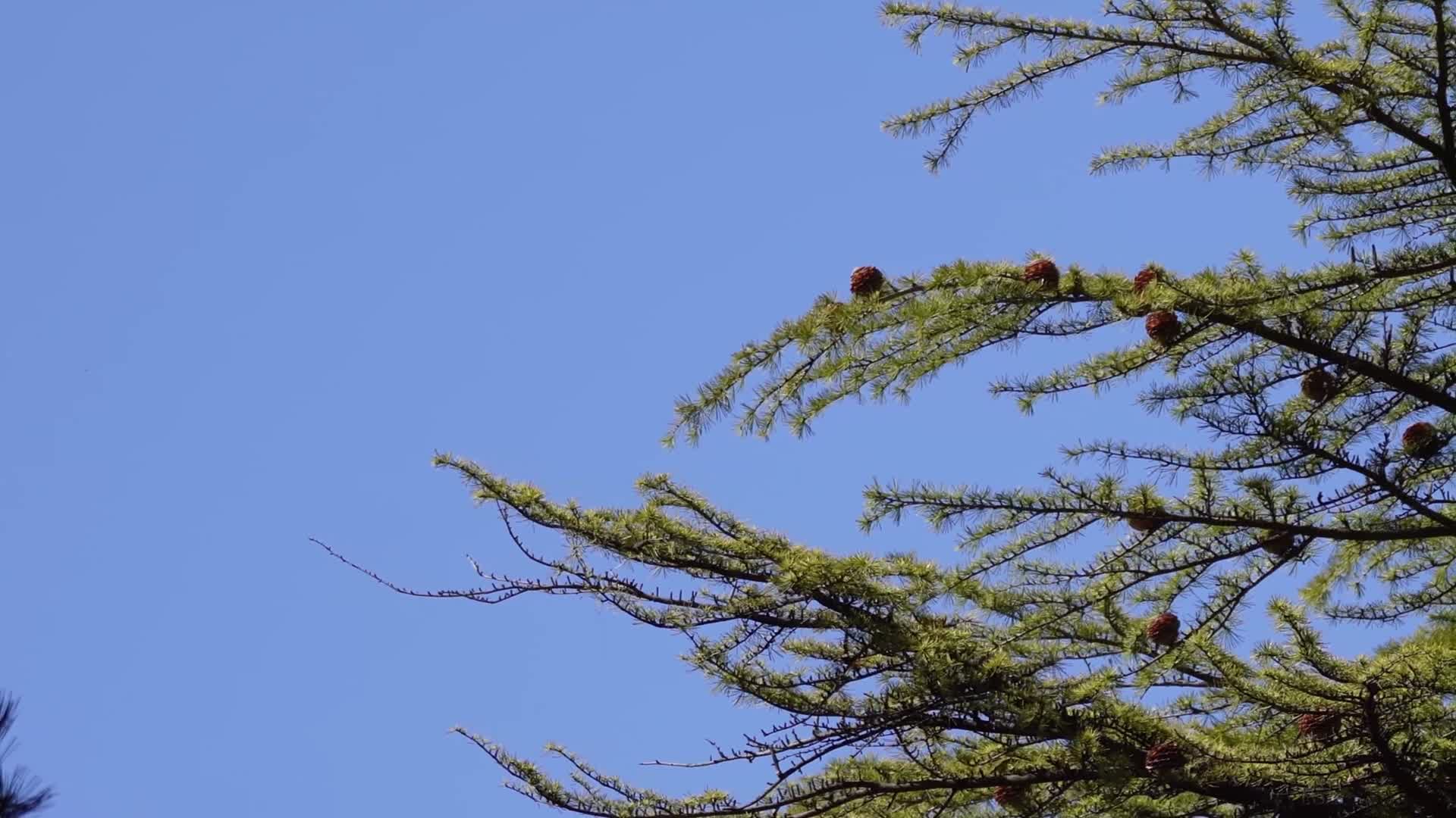 松树枝叶松针松果松塔迎客松塔松视频的预览图