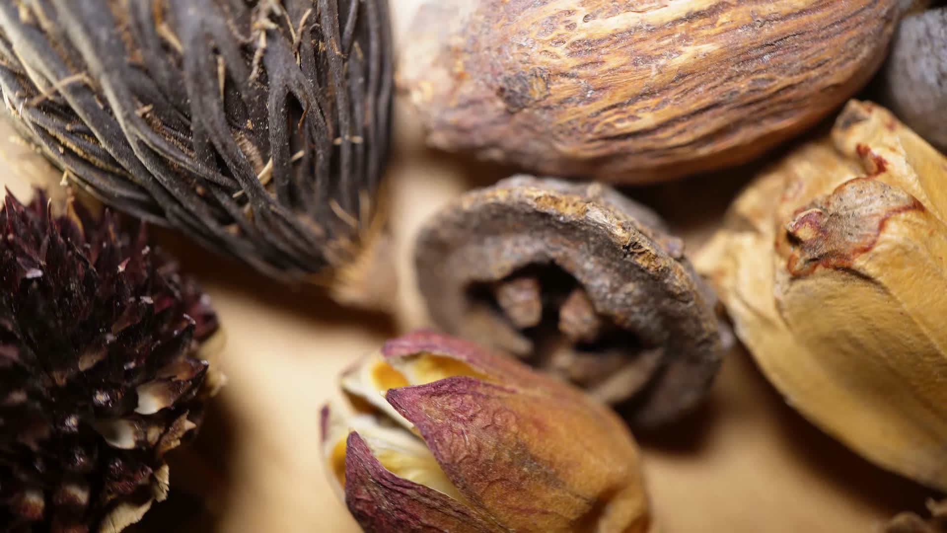 天然植物种子果子干燥标本样本视频的预览图