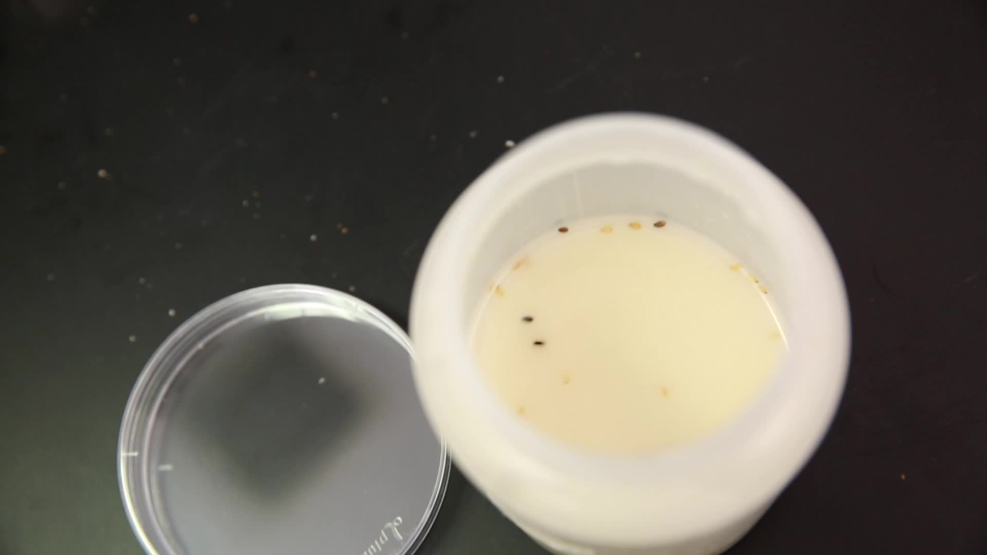 细菌培养皿样本采样菌落数测试视频的预览图