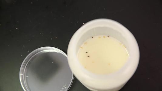细菌培养皿样本采样菌落数测试视频的预览图
