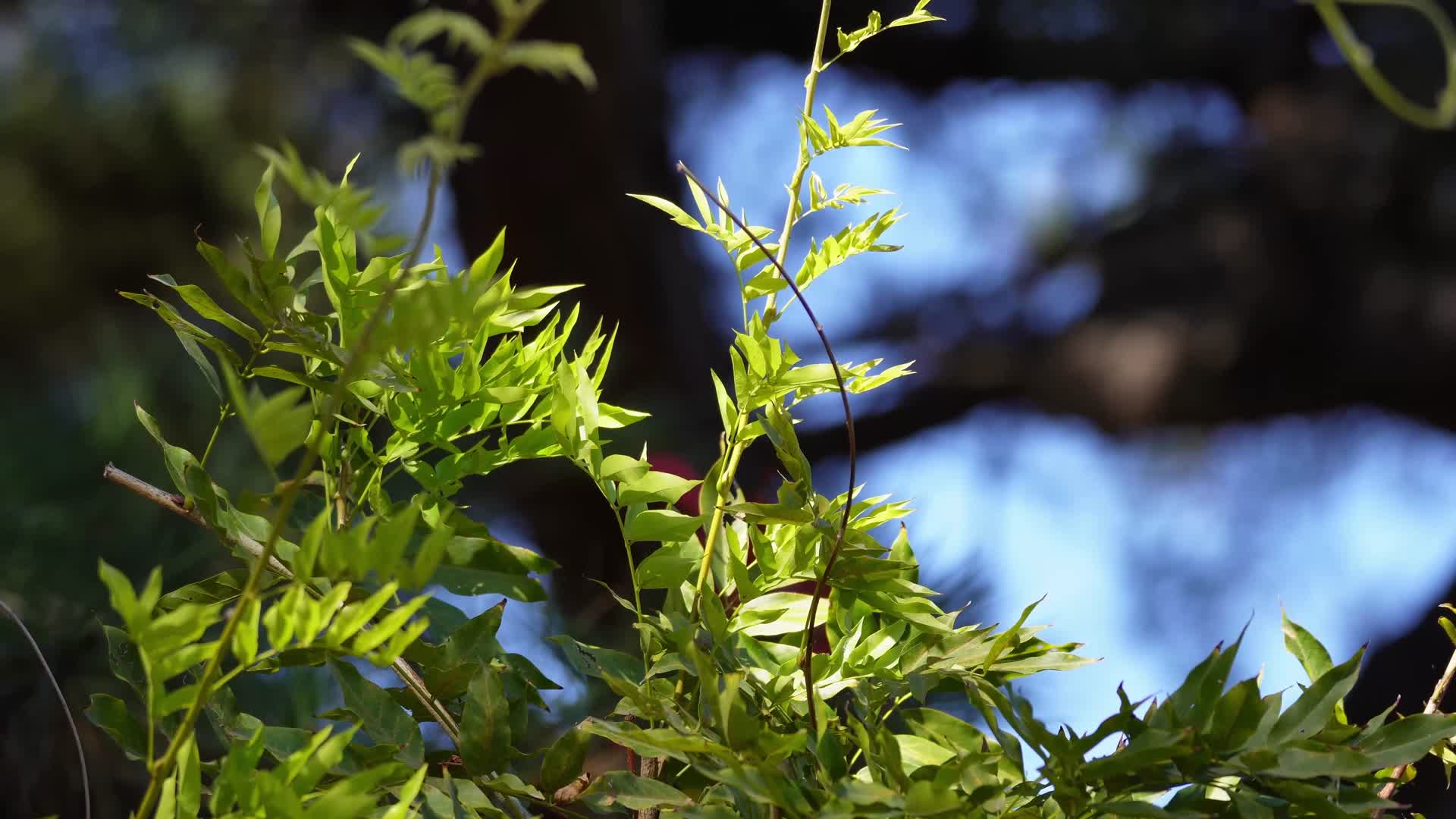 微风吹动绿色叶子植物夏季风景视频的预览图