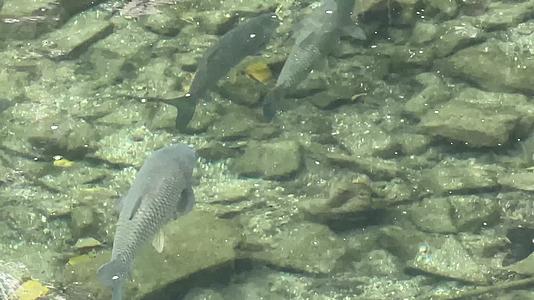溪水里的养殖鱼类鲢鱼草鱼钓鱼钓坑池塘清澈视频的预览图