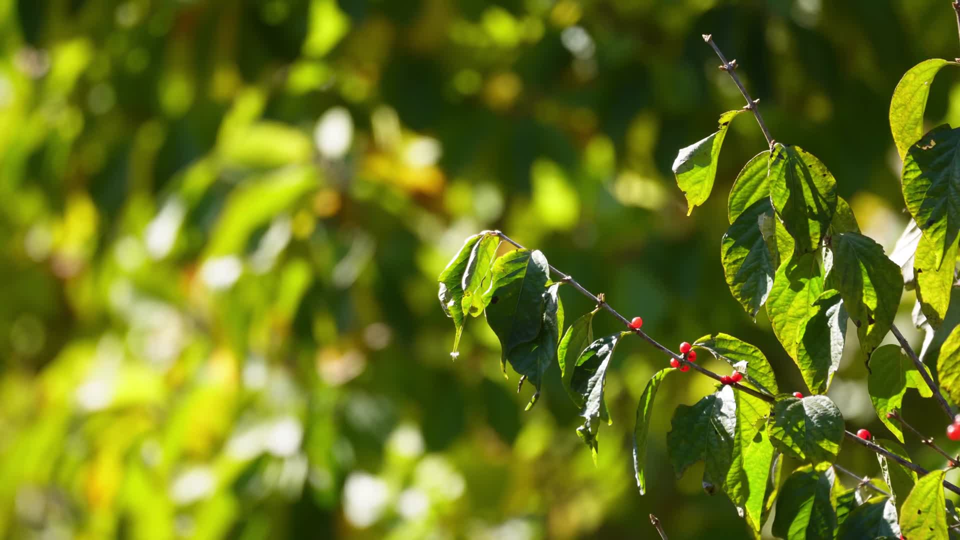 相思子红豆植物相思豆植物园空镜大自然视频的预览图