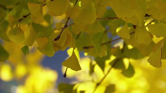 鲜嫩绿色银杏树叶子风景空镜秋季视频的预览图