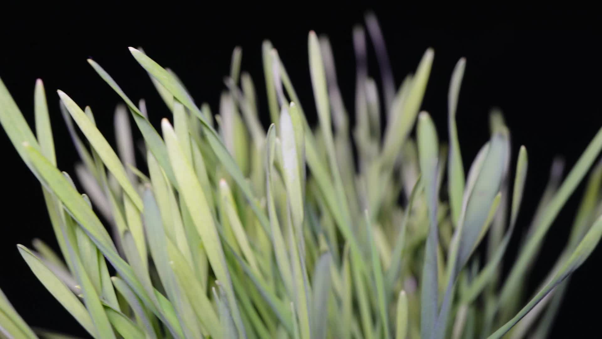 小麦苗茅草草坪绿叶视频的预览图