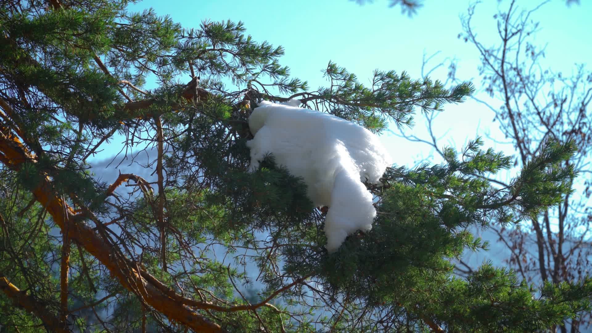 松树松针积雪融化温暖阳光视频的预览图