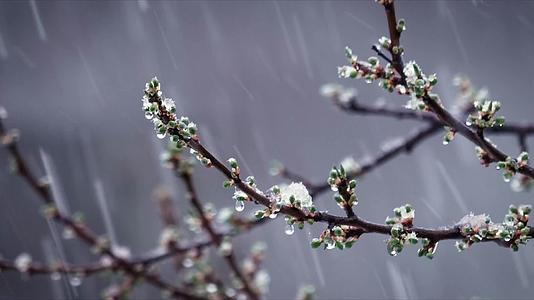 冰霜雨雪树枝嫩芽春季降温视频的预览图