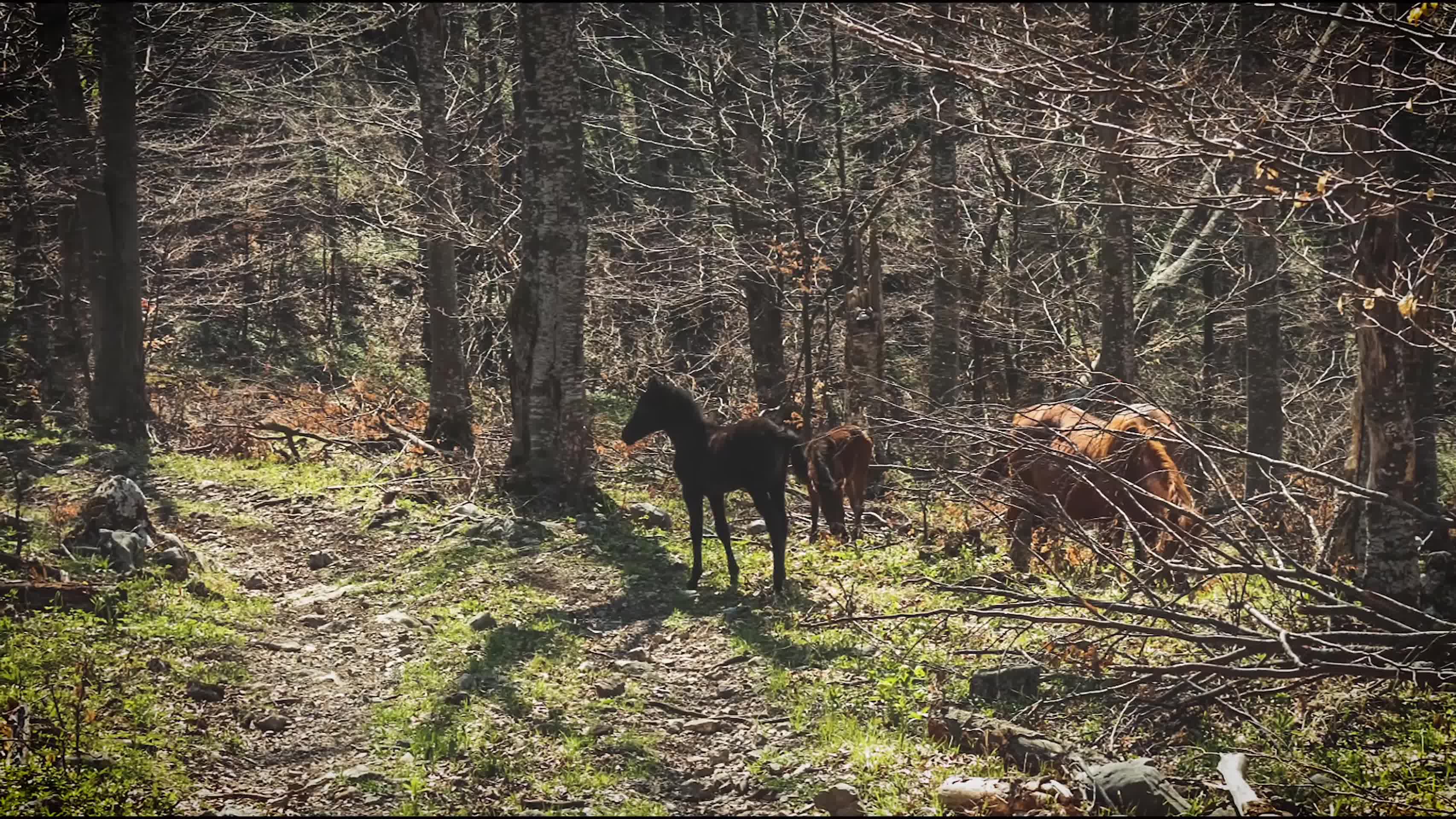 野生马群森林觅食行走视频的预览图