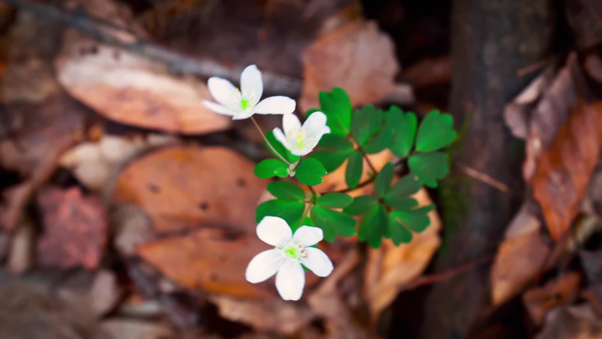 春季森林鲜花野花合集视频的预览图