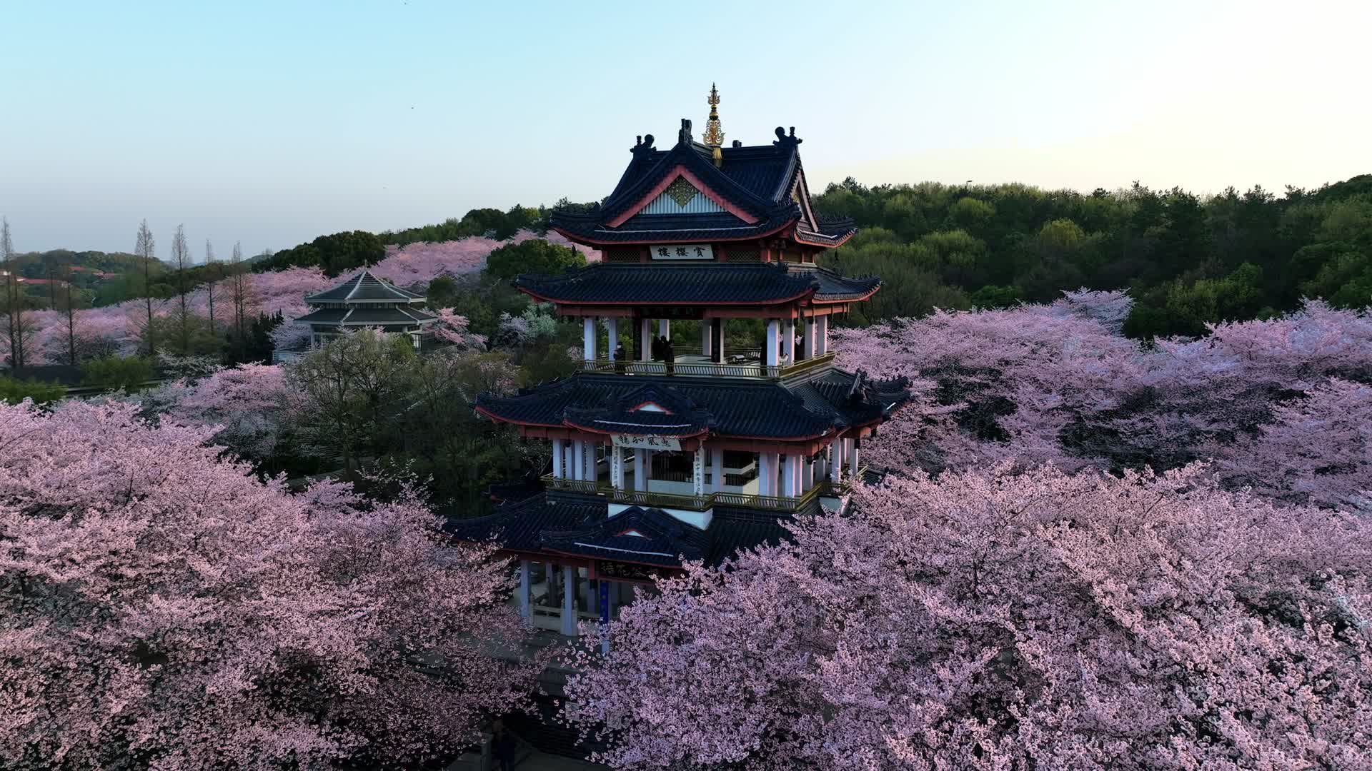 无锡樱花鼋头渚2023年最新4K樱花航拍视频的预览图