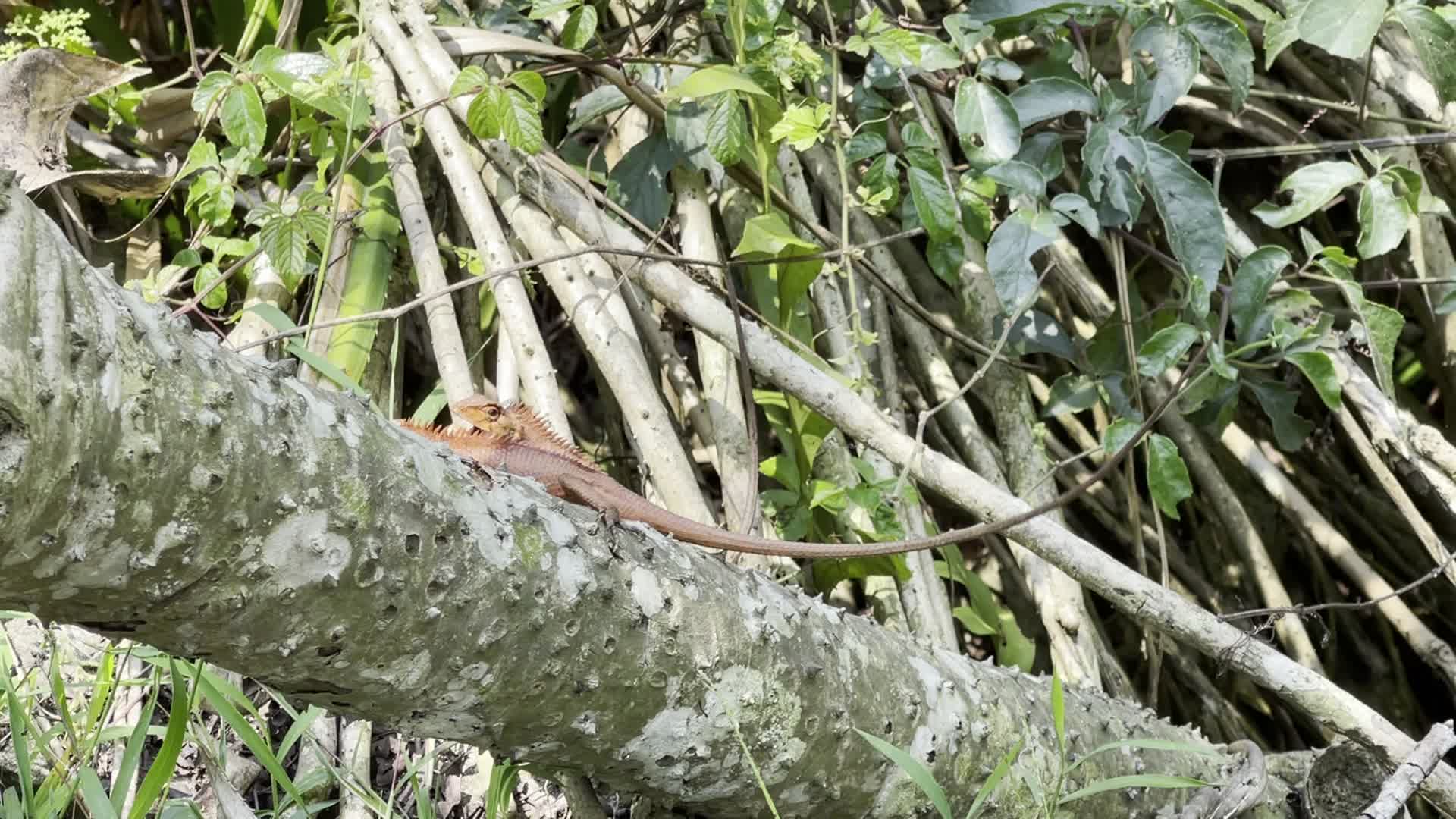 海南亚热带变色树蜥活动视频的预览图