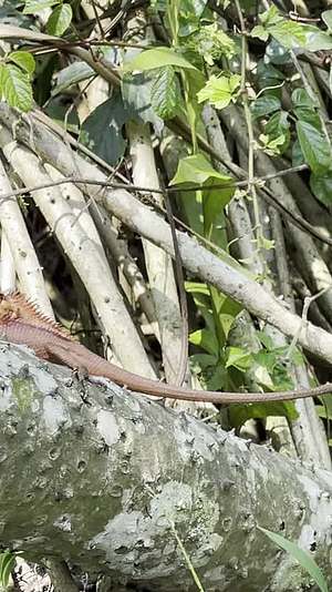 海南亚热带变色树蜥活动视频的预览图
