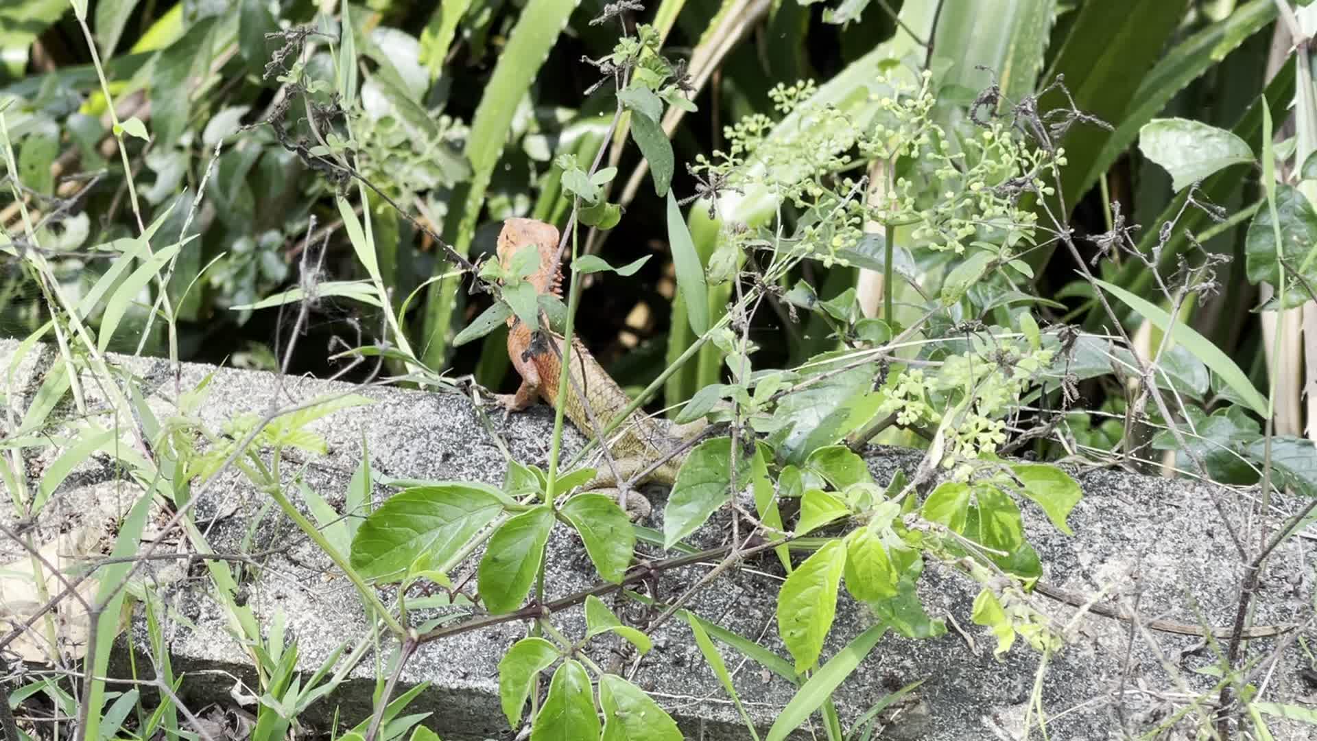 海南亚热带变色树蜥活动繁殖季视频的预览图