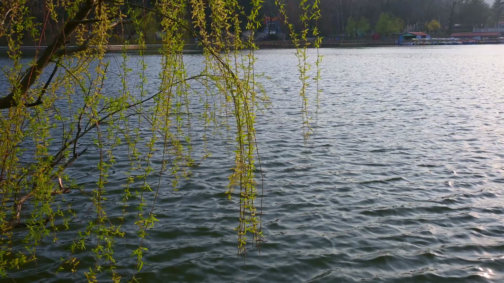 春天湖边的柳树柳枝随风摇曳焕发活力视频的预览图